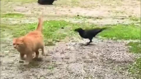 Dog vs. Cat Showdown