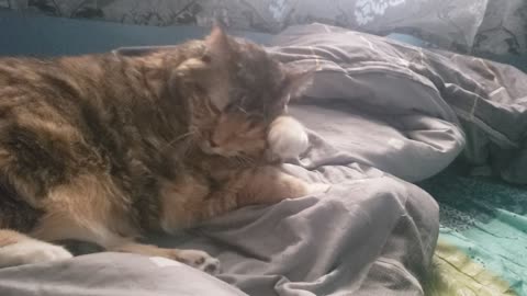 Cat Meets Pampered Perfection: Brushed, Purring, and Self-Ccrunch CLEAN! 🐱✨