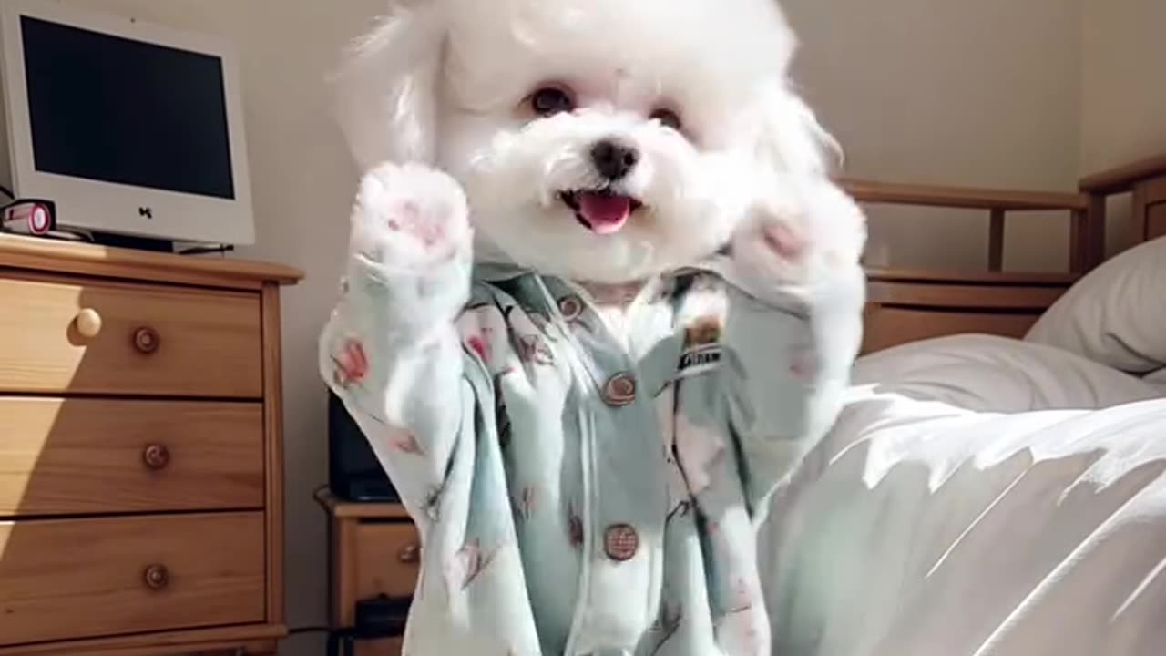 "Adorable Pup's Dance Party: Too Cute to Handle!"