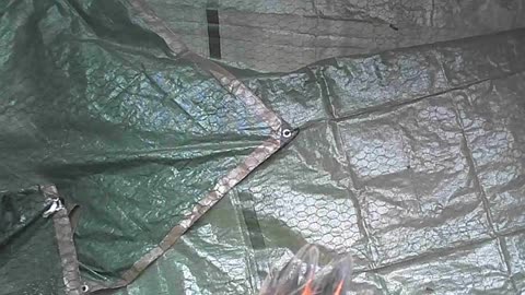 Canadian Culling - How Canada and the World Already Lost