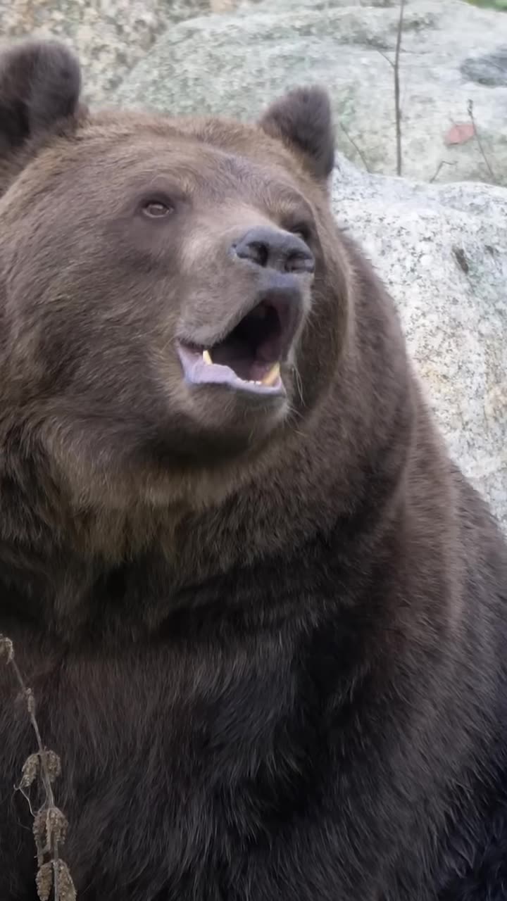 Roaring Brown Bear: Majestic Sounds of the Wild