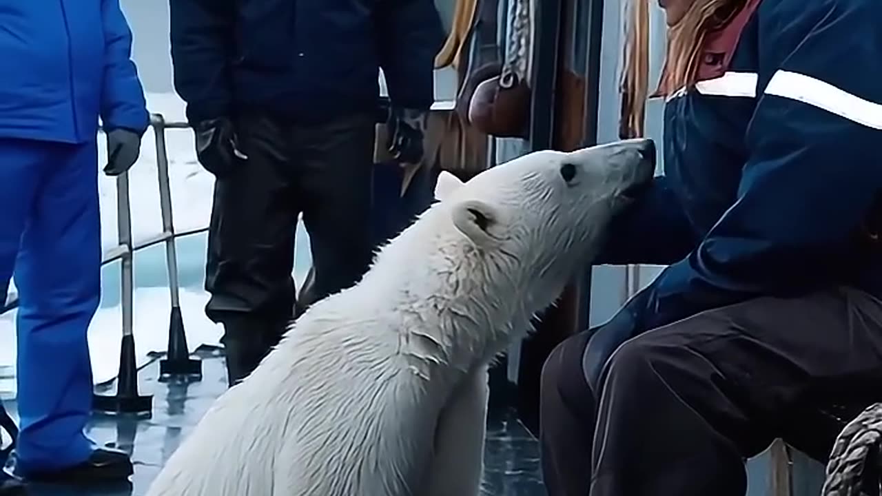 A heartfelt story about a little polar bear