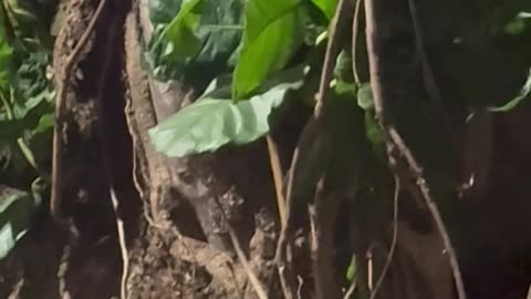 Mama Opossum Carries Babies Up a Tree