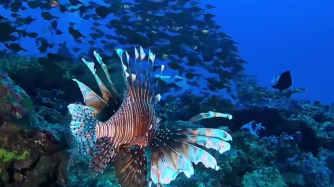 Beware! This Beautiful Fish Can KILL You!