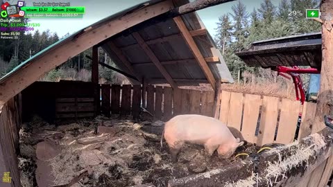 Last Frontier - ISOLATED WOODS ALASKA Building a MEGA !Homestead FARM !isolated | Journey to live off the Land