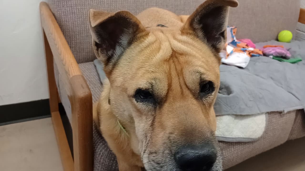 Mocha 7y A701189@TRN, from kennel 111 PACC shelter 4 now barks only stop when I feed her 20251102480