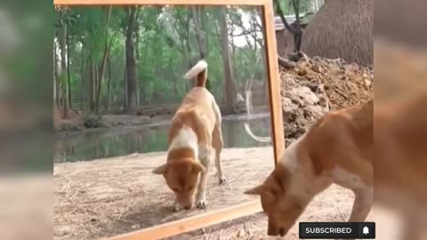 Mirror prank 3 |||| Mirror prank Dog 🐕🐕🐕🐕🐕🐕🐕🐕 Funny video