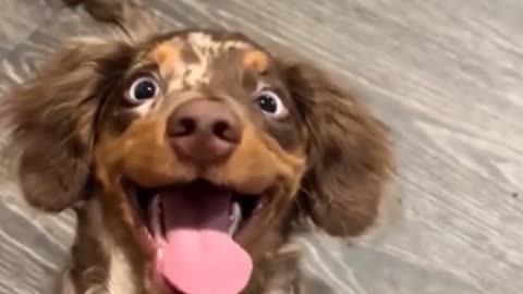 Funny Animals 2025 Funny Cats and Dogs Video Part 2