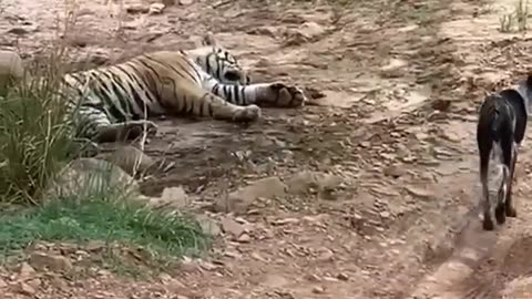 Tiger killed dog at zone 2 Ranthambore National Park,Tiger attack dog