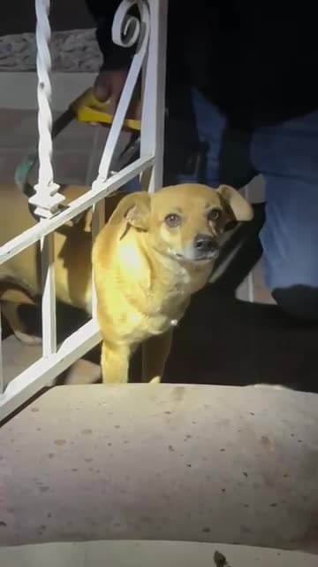 Little Dog Needs to Be Freed With a Hacksaw