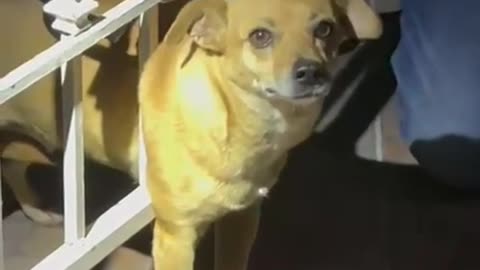 Little Dog Needs to Be Freed With a Hacksaw