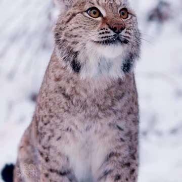 Arctic lynx?