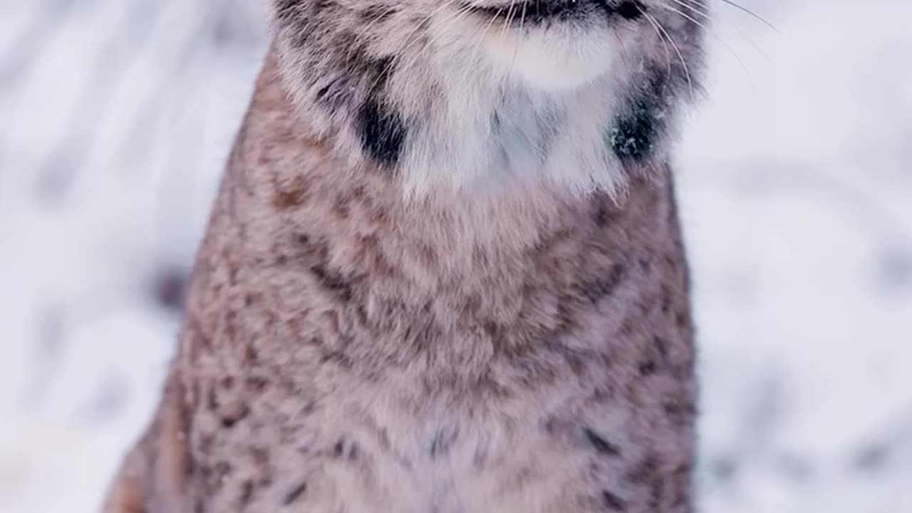 Arctic lynx?