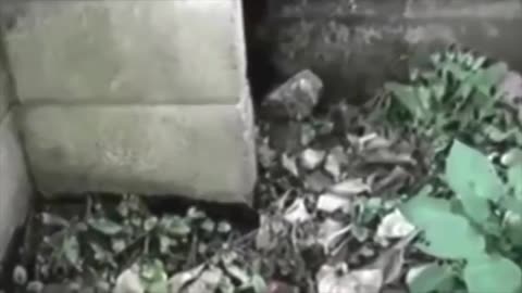 TOP 10 LITTLE PEOPLE CAUGHT ON TAPE