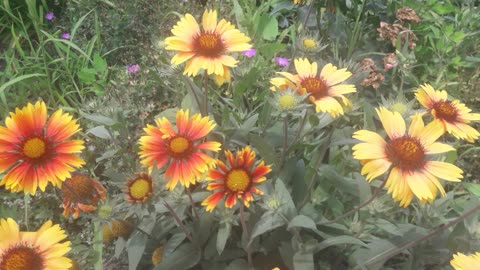 Crowd of Gaillardia