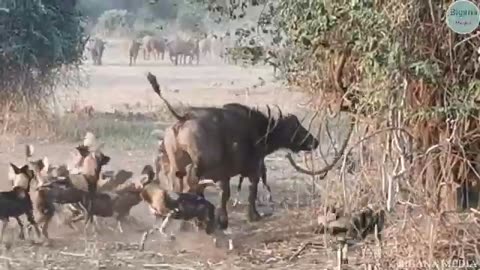 animals