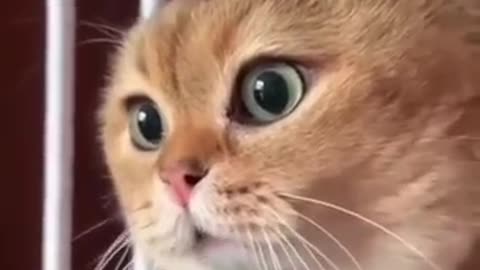 Cut cat 😺🐈 short #video no
