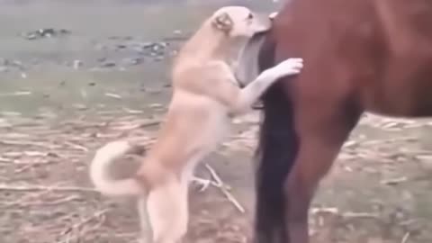 Funny video 📸