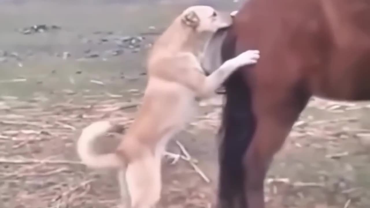 Funny video 📸