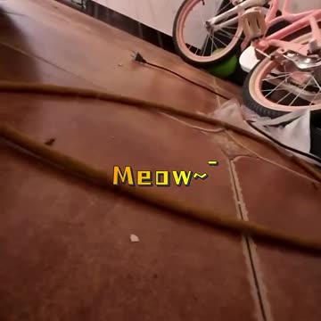 a little cat visiting the neighbor's house