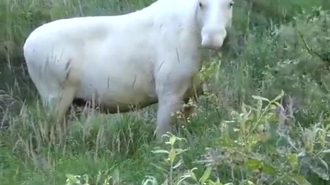 White moose