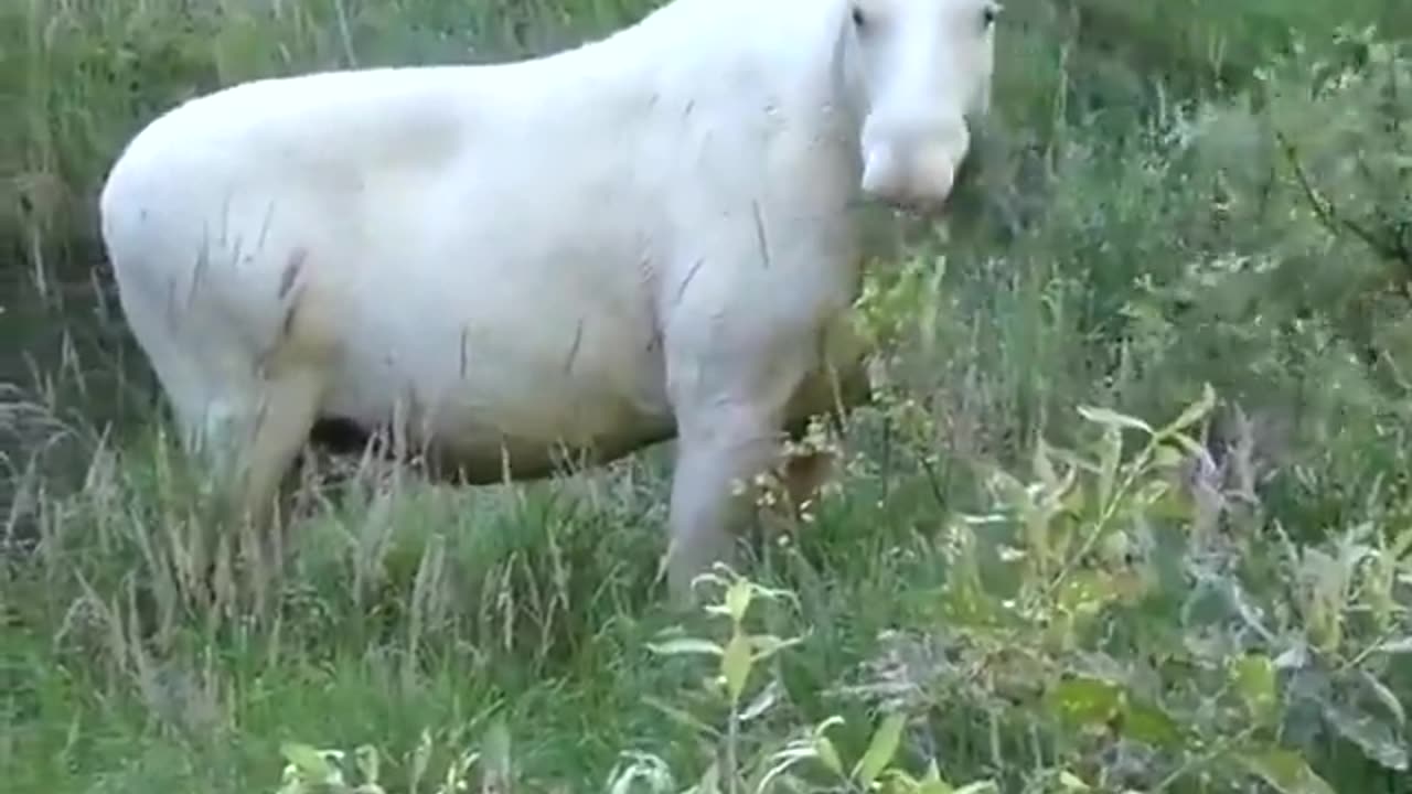 White moose