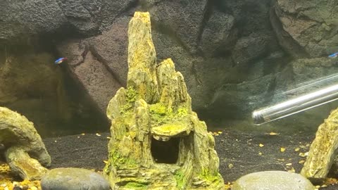 Enter the Dwarf Neon Rainbow Fish.