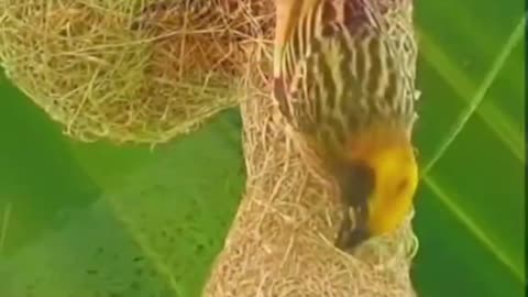 Secrets of the amazing world of birds