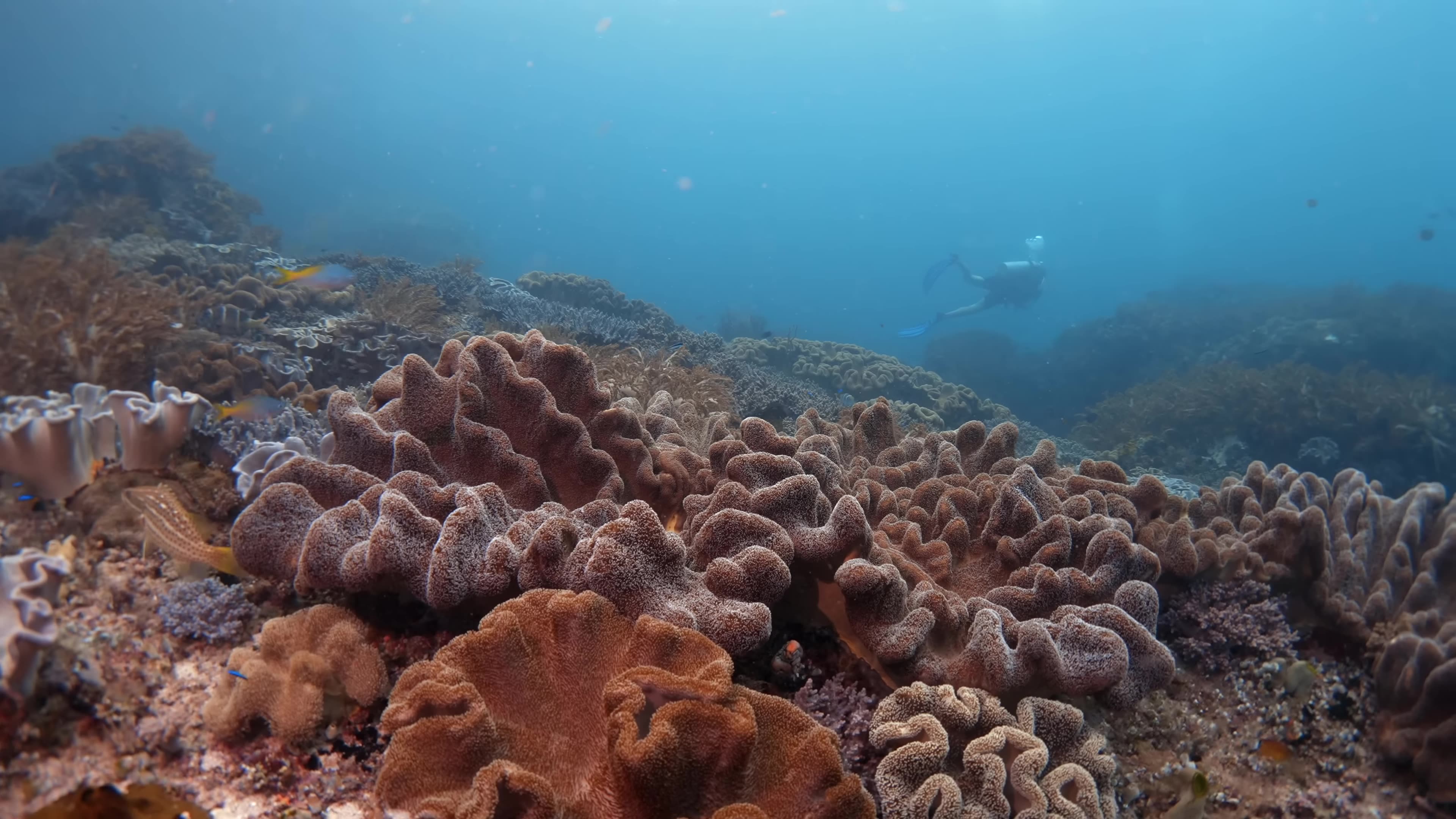 The MOST Biodiverse Place in Our Oceans _ Raja Ampat _ Indonesia