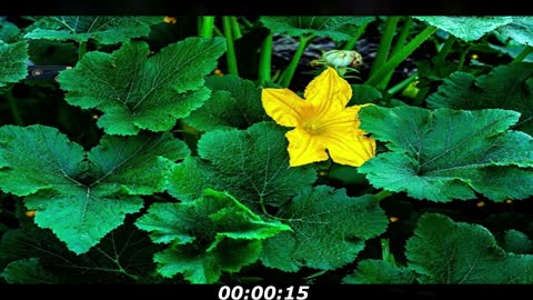 Old car puzzle: There's a old car in this picture, pay attention