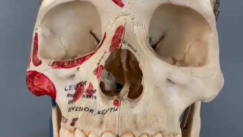 instituteofhumananatomy 1725669642 7411694648047127854