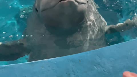 Dolphin funny video 2024 skc.com 9