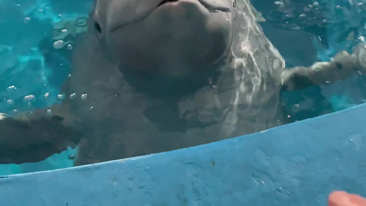 Dolphin funny video 2024 skc.com 9