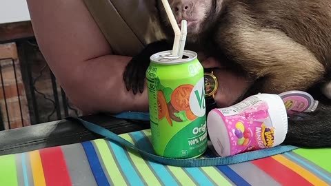 Monkey Shares a V-8 With His Friend