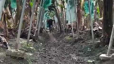 get out of the way, here come the bananas