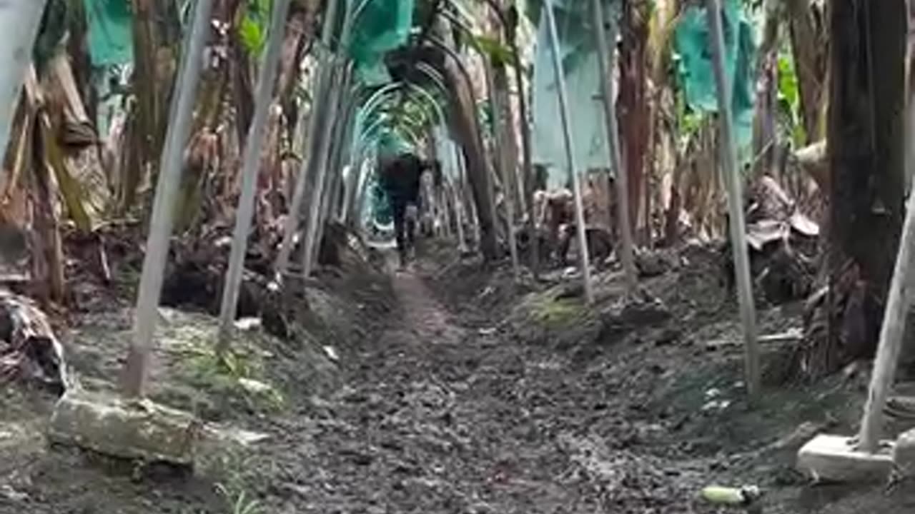 get out of the way, here come the bananas