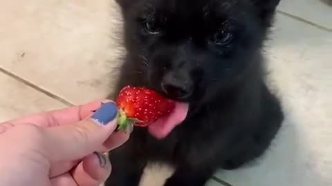 black fox eating a strawberry..🍓🐺
