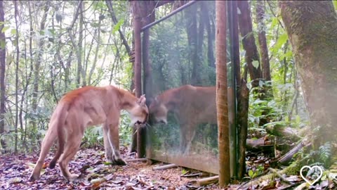 Mountain lion try to aggressive with his own reflection in the mirror