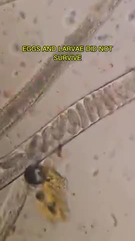 CAYENNE PEPPER KILLS PARASITES