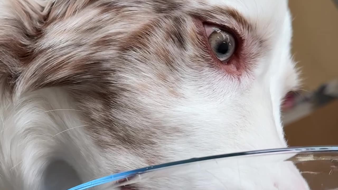 Dog Makes Funny Faces At Floating Fruit