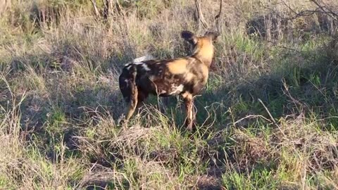 Wild_Dogs_Chase_Hyena_and_Make_Two_Kills