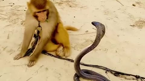 Big cobra snake and monkey