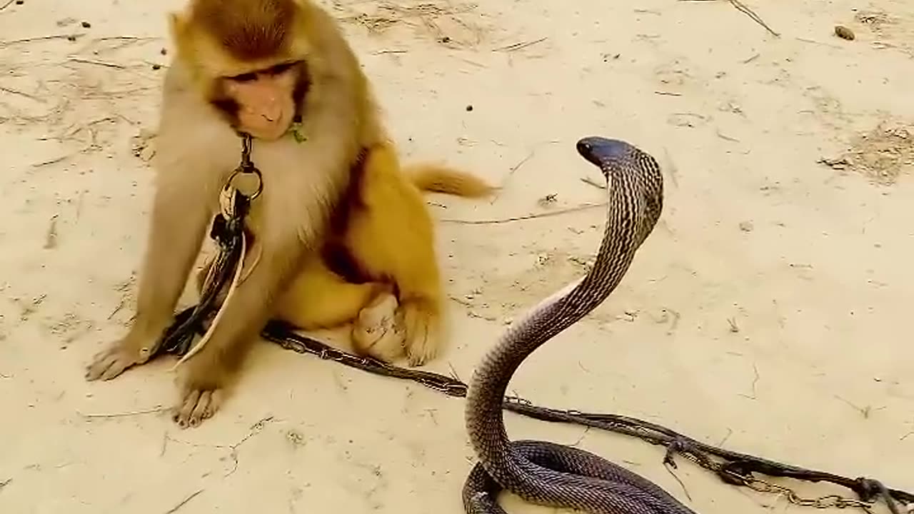 Big cobra snake and monkey