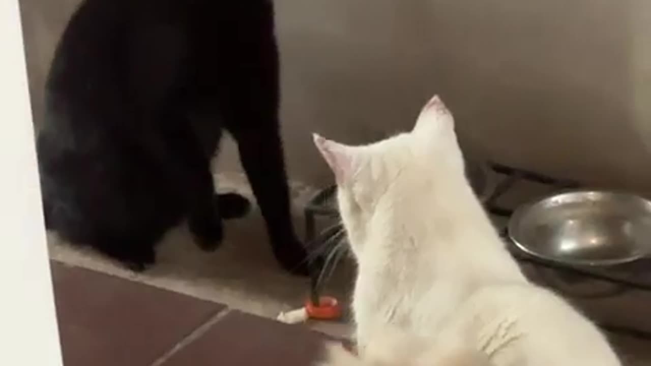 😹👊 This Cat's Fighting Skills are UNBELIEVABLE! | FunFM