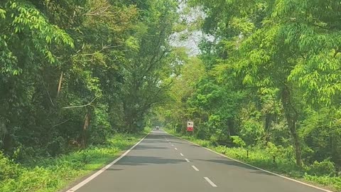 forest in Duars in west Bengal,India