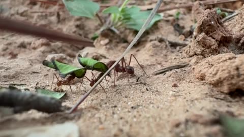 🤯✨ Leaf Cutter Ants Move Massive Loads! | FeedMyCuriosity