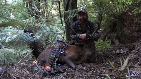 12 point red stag with bow!
