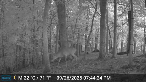 The Woods – 09/27/2025
