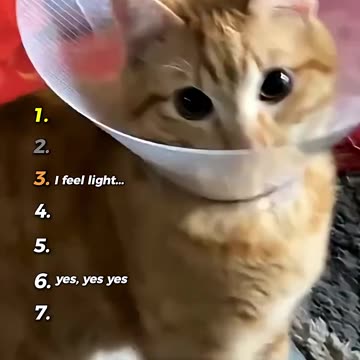 Best Cats being hilarious ( Try not to laugh ) 🤣😸
