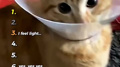 Best Cats being hilarious ( Try not to laugh ) 🤣😸
